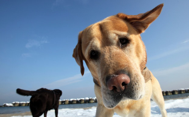 Labrador hat die Schnauze vorn Pfefferminzia Das Multimedium für