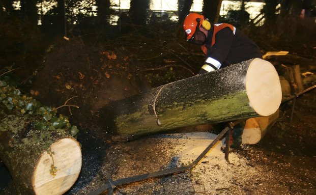 Baum fällt: Hier zahlt keine Versicherung