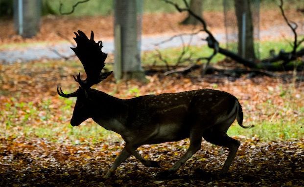 Neues Rekordhoch bei Wildunfällen