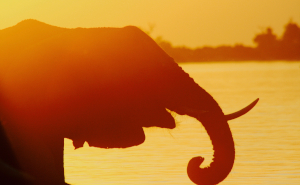 Elefant am Sambesi ©Joachim Haid