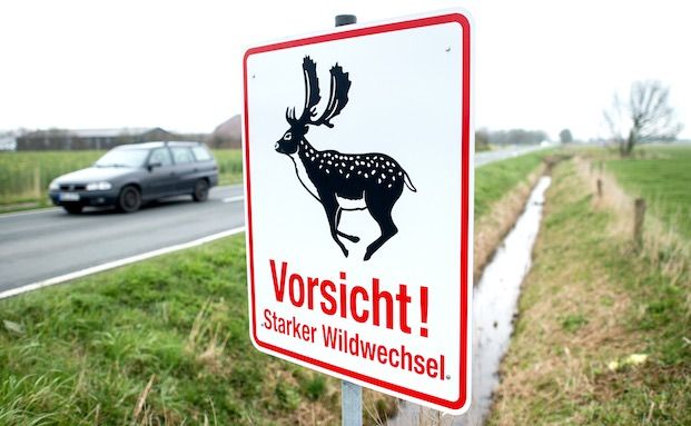 Kaskoversicherte zahlen für Schutz gegen alle Tierarten kaum drauf