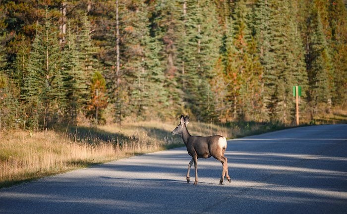 Wildunfallgefahr im Frühling am höchsten